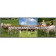 Live cow, Sheep and Goats for sale