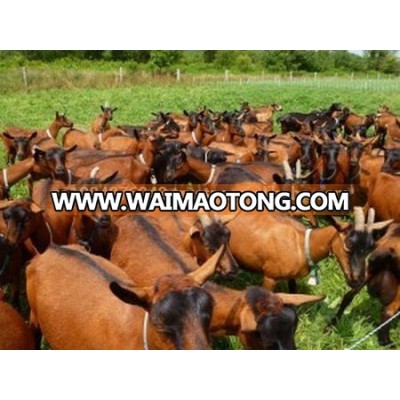 Livestock Full Blood Boer Goats for sale 2015