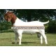 ALive Boer Goats for Sale